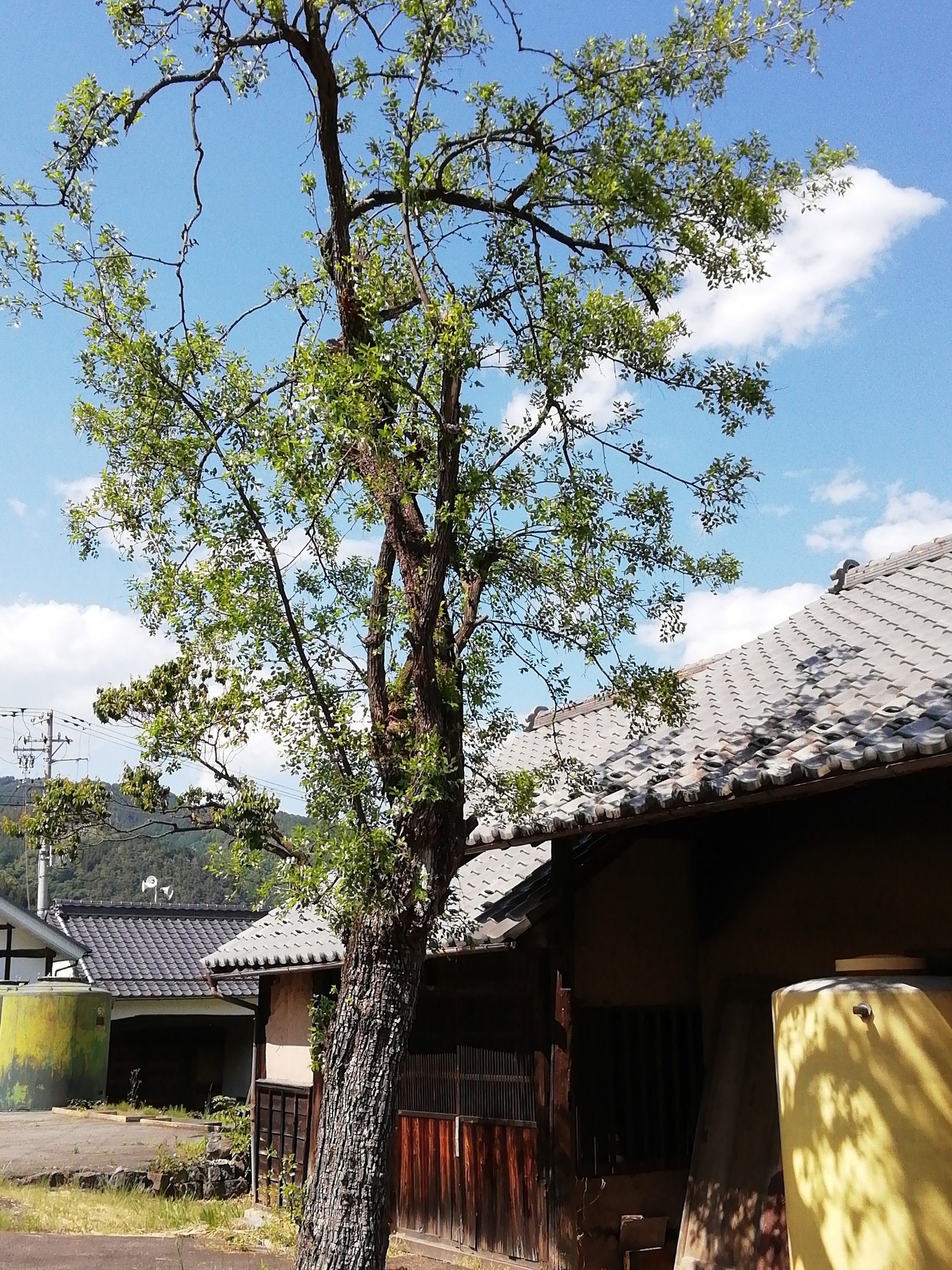 庭のナツメの木の新緑が 青空に映えます 長野銘醸